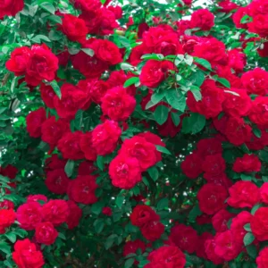 Red Sunrosa Mini Rose Live Plants - Set of 2 Outdoor Bushes Cold Hardy