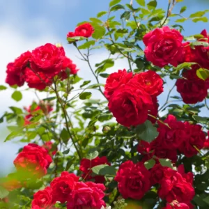 Red Sunrosa Mini Rose Live Plants - Set of 2 Outdoor Bushes Cold Hardy