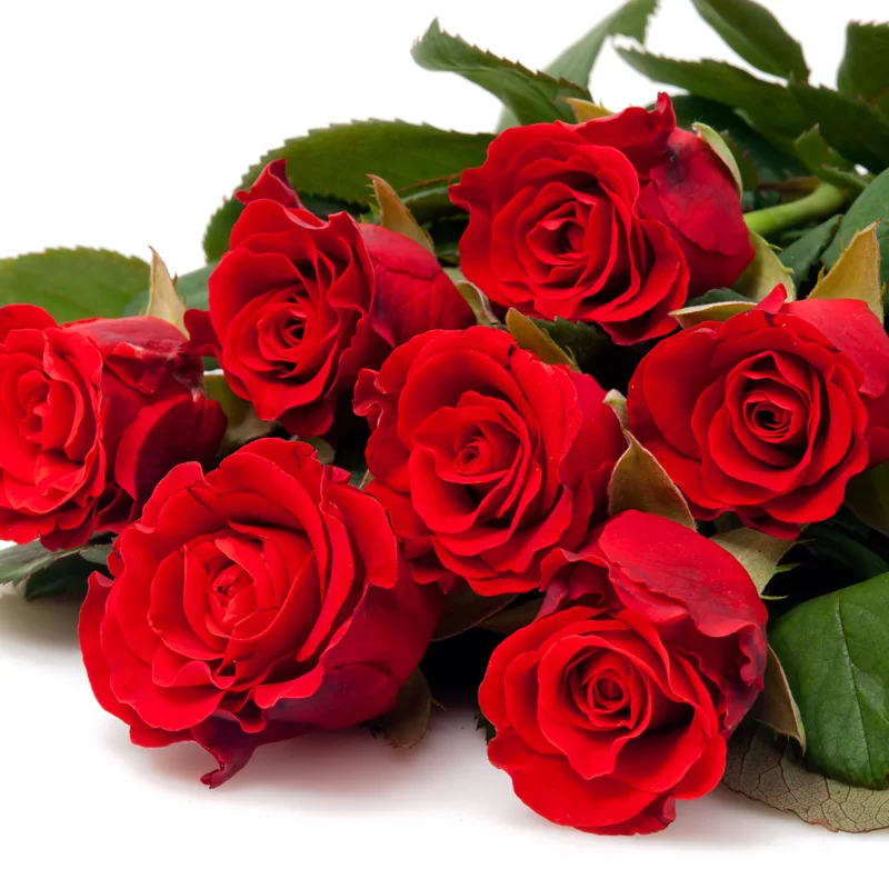 Red Mini Rose Bushes - 4 Live Starter Plants - Vibrant Color & Fragrant