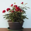 Red Mini Rose Bushes - 4 Live Starter Plants - Vibrant Color & Fragrant