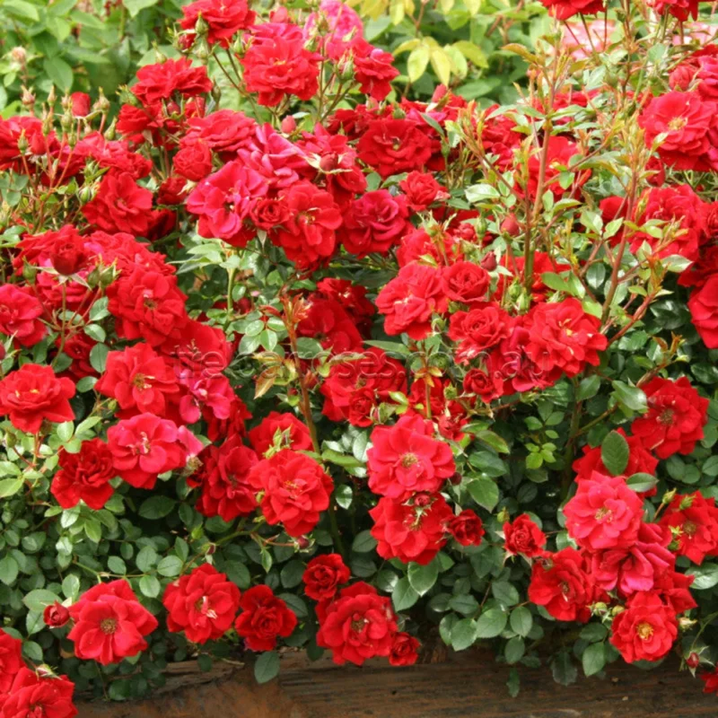 Red Mini Rose Bushes - 4 Live Starter Plants - Vibrant Color & Fragrant