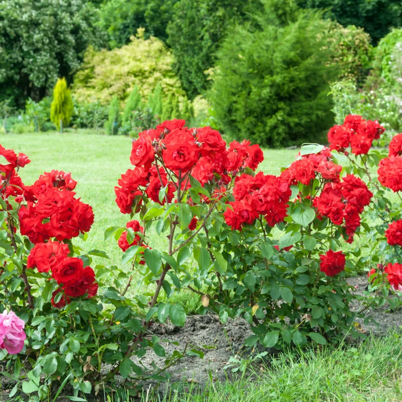 Red Mini Rose Bushes - 4 Live Starter Plants - Vibrant Color & Fragrant