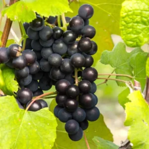 Muscadine Grape Vines - Live Sweet Fruit Vine for Outdoor Growing 5-6 Inch