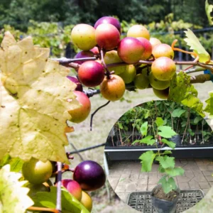 Muscadine Grape Vines - Live Sweet Fruit Vine for Outdoor Growing 5-6 Inch