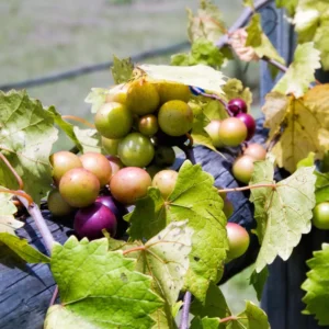 Muscadine Grape Vines - Live Sweet Fruit Vine for Outdoor Growing 5-6 Inch