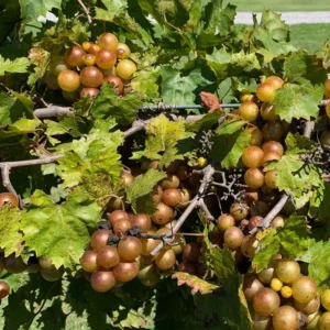 Grape Muscadine Tree Live Plant, Starter Plant, 4-7 Inch, Well-Rooted