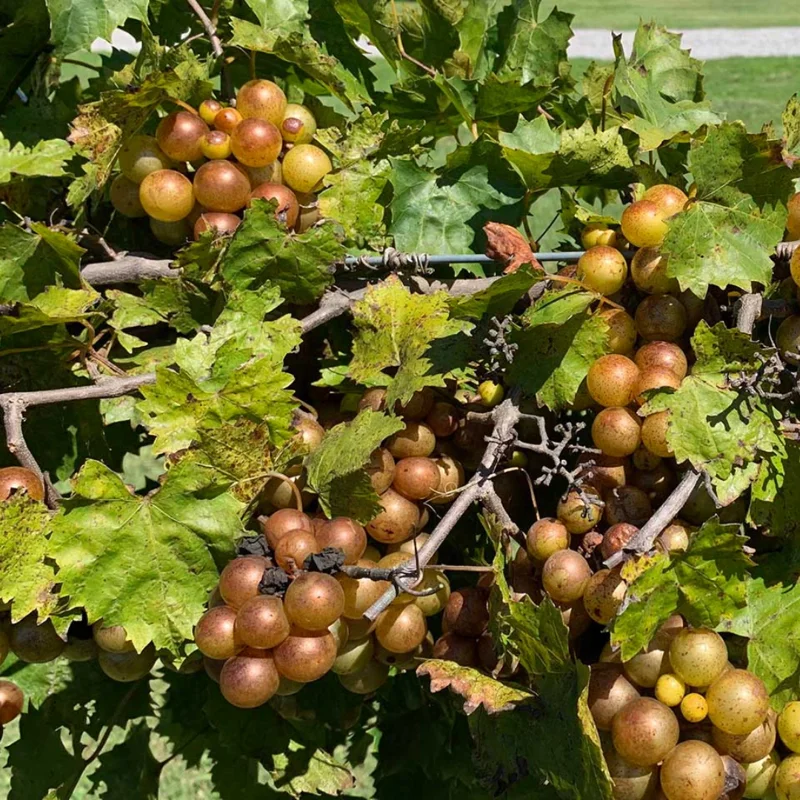 Grape Muscadine Tree Live Plant, Starter Plant, 4-7 Inch, Well-Rooted