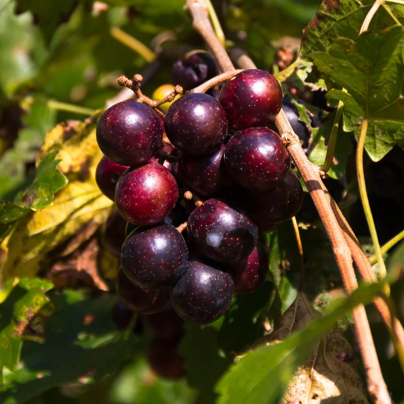 Grape Muscadine Tree Live Plant, Starter Plant, 4-7 Inch, Well-Rooted