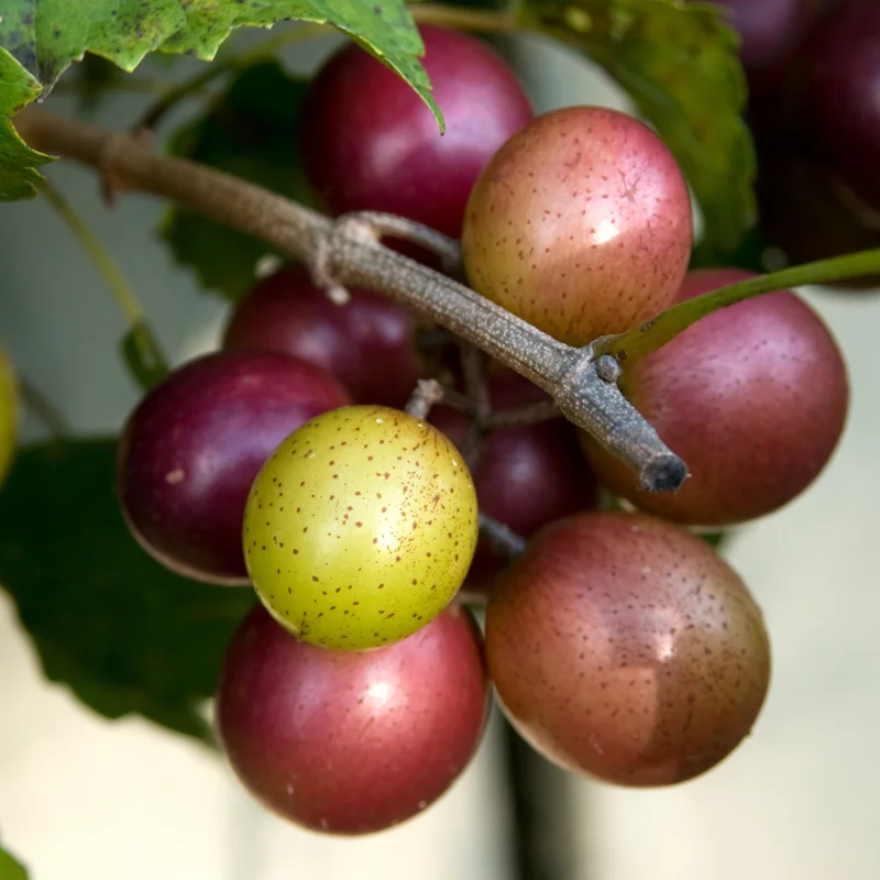 Grape Muscadine Tree Live Plant, Starter Plant, 4-7 Inch, Well-Rooted