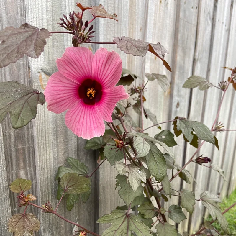 Cranberry Hibiscus Tree Live Plant Set - 4-7 Inches Tall - Outdoor Planting