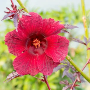 Cranberry Hibiscus Tree Shrub Set - 4 Live Plants, Winter Hardy, Summer Bloom