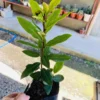 Sweet Bay Laurel Herb Plant, Live Laurus Nobilis, Well-Rooted, Culinary Use