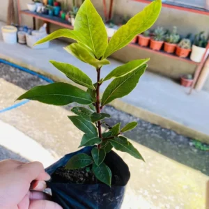 Sweet Bay Laurel Herb Plant - 8 Month Old Bay Leaf - Laurus Nobilis - Planting Zones 9-11