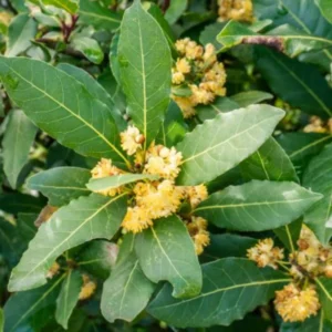 Sweet Bay Laurel Herb Plant - 8 Month Old Bay Leaf - Laurus Nobilis - Planting Zones 9-11