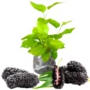 Mulberry Tree Starter Plant 6-8 Inches Tall - Edible Fruit