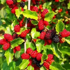 Mulberry Tree Live Plant - Edible Berry Seedlings - Outdoor Planting 4-8 Inches