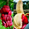 Banana Trees Live Plants - 2 Well-Rooted Plants for Home Growing