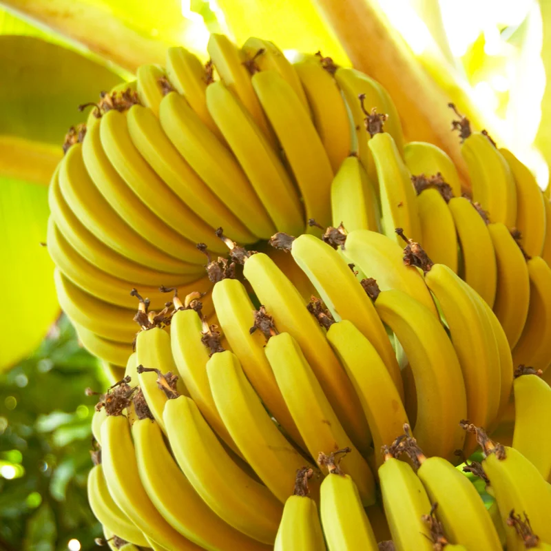 Banana Trees Live Plants - 2 Well-Rooted Plants for Home Growing