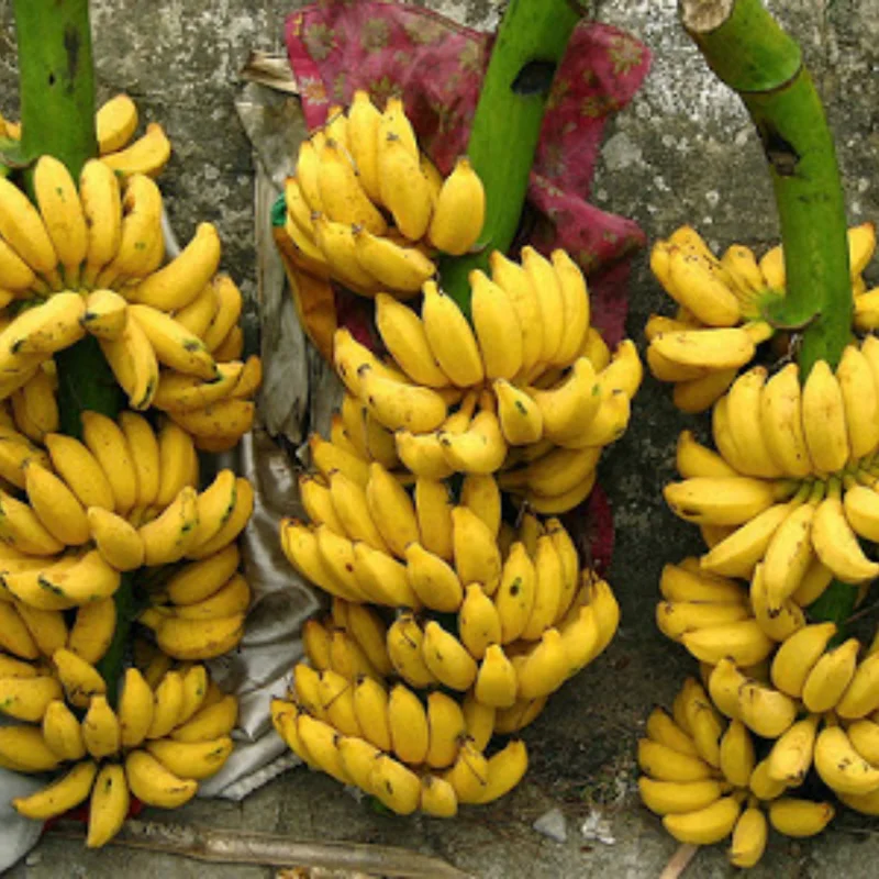 Banana Trees Live Plants - 2 Well-Rooted Plants for Home Growing