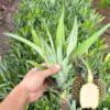 Pineapple Plants Live Bushes - Outdoor Tropical Fruit - 5-7 Inches
