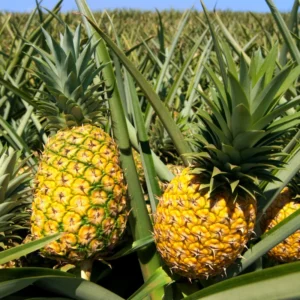 Pineapple Plants Live Bushes - Outdoor Tropical Fruit - 5-7 Inches