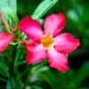 Desert Rose Plant Live Adenium Obesum Seedlings 4-5 Inch Starter Plants Colorful Blooms