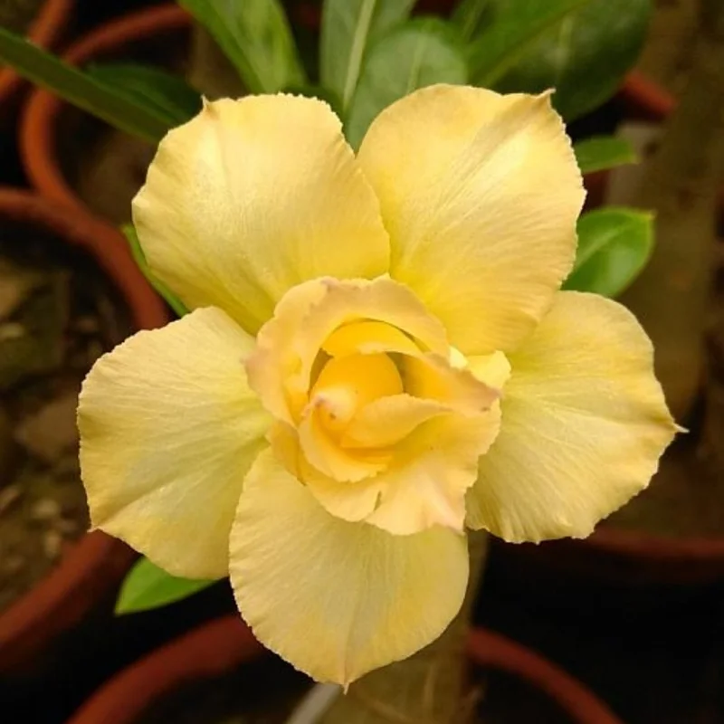 Desert Rose Plant Live Adenium Obesum Seedlings 4-5 Inch Starter Plants Colorful Blooms