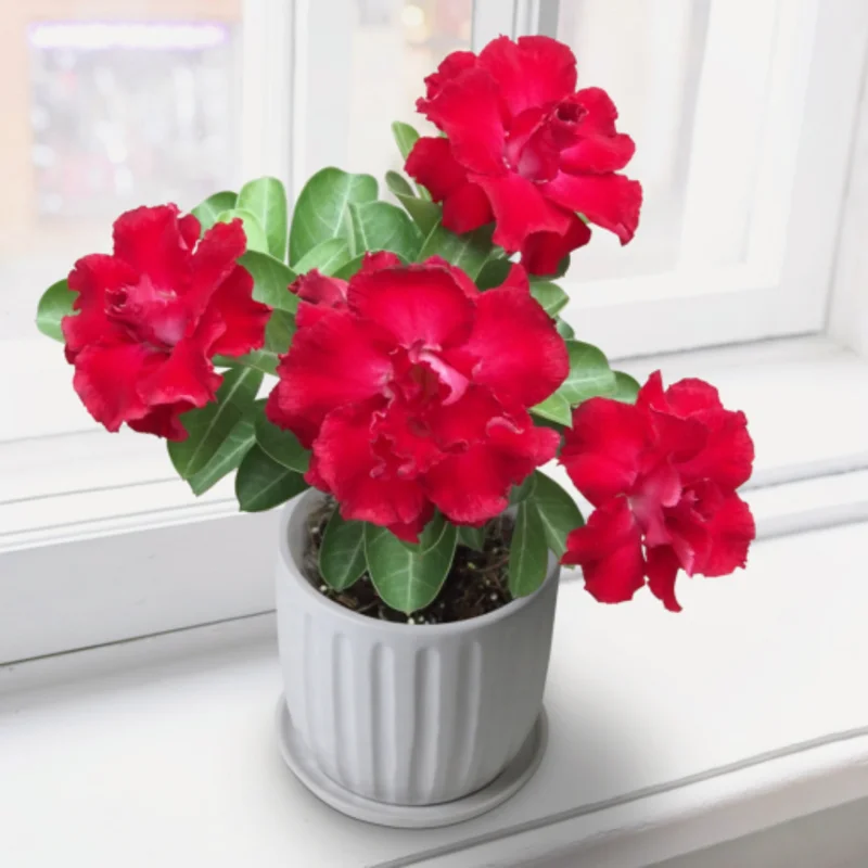 Desert Rose Plant Live Adenium Obesum Seedlings 4-5 Inch Starter Plants Colorful Blooms