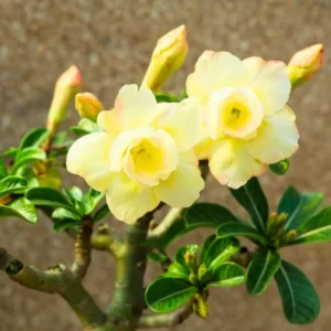 Desert Rose Adenium Obesum Live Plants Seedlings - 4-6 Inches Tall Cold Hardy Outdoor Planting