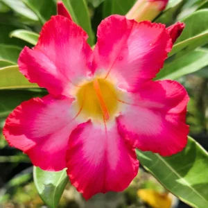 Desert Rose Adenium Obesum Live Plants Seedlings - 4-6 Inches Tall Cold Hardy Outdoor Planting