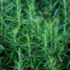 Rosemary Plants Live Set of 6, Herb Plants, 3-5 Inches