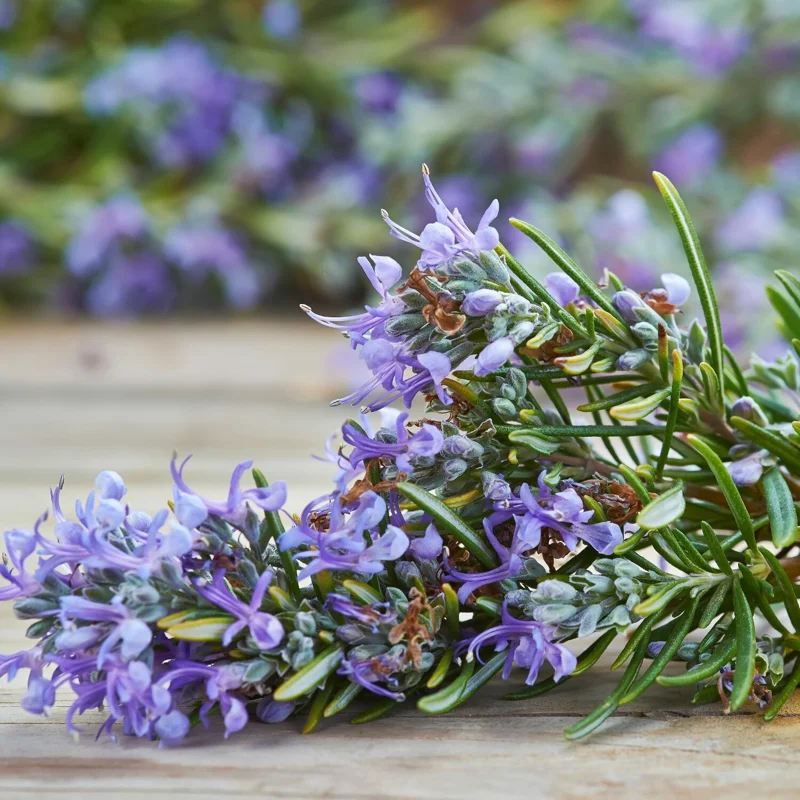 Rosemary Plants Live Set of 6, Herb Plants, 3-5 Inches