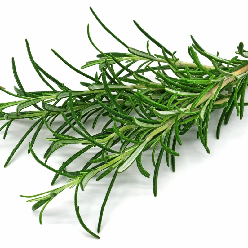 Rosemary Plants Live Set of 6, Herb Plants, 3-5 Inches