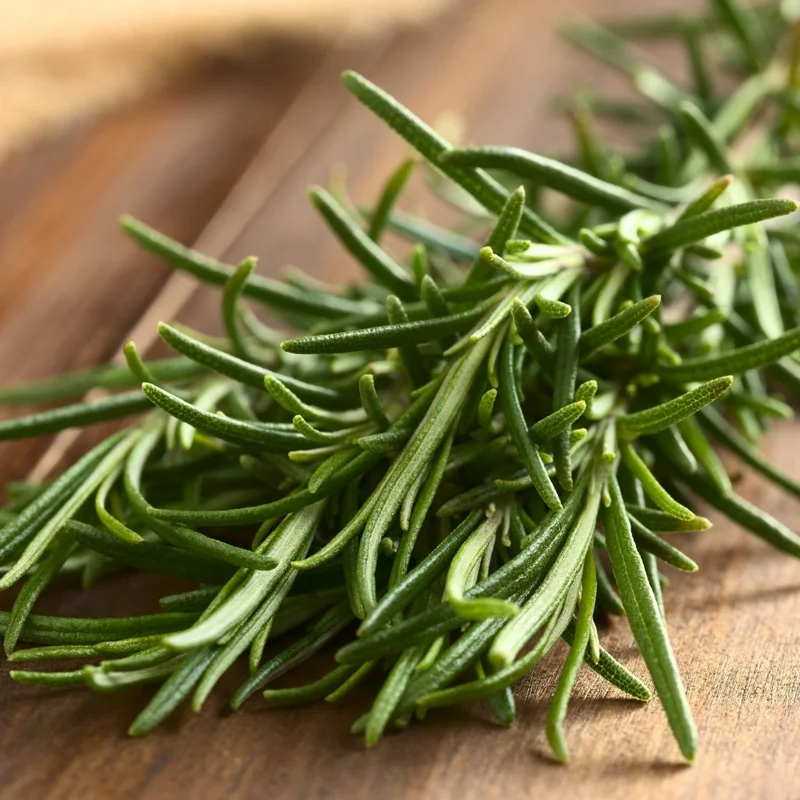 Rosemary Plants Live Set of 6, Herb Plants, 3-5 Inches