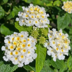 Lantana Plants Live White Flower Perennial 4-8 Inches Outdoor Gardening