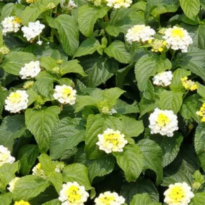 Lantana Plants Live White Flower Perennial 4-8 Inches Outdoor Gardening