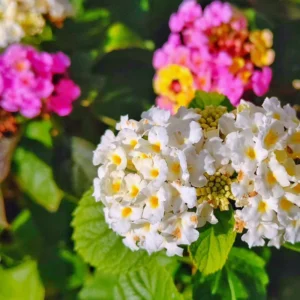 Lantana Plants Live White Flower Perennial 4-8 Inches Outdoor Gardening