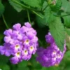 Lavender Lantana Live Plants - 2 Pack, 5-7 Inch Tall Perennial Flower