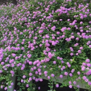 Lavender Lantana Live Plants - 2 Pack, 5-7 Inch Tall Perennial Flower
