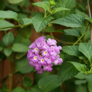 Lavender Lantana Live Plants - 2 Pack, 5-7 Inch Tall Perennial Flower