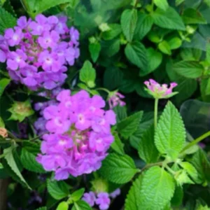 Lantana Plants Live - 3 Pack - Lavender - Perennial Flower Plants - 4-8 Inches
