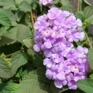 Lantana Plants Live - 3 Pack - Lavender - Perennial Flower Plants - 4-8 Inches