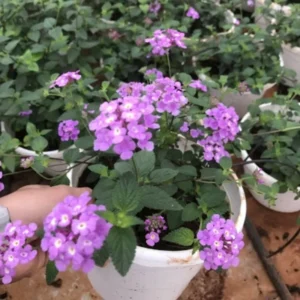 Lantana Plants Live - 3 Pack - Lavender - Perennial Flower Plants - 4-8 Inches
