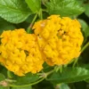 Yellow Lantana Live Plants - Outdoor Perennial Flower, 5-7 Inches