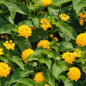 Yellow Lantana Live Plants - Outdoor Perennial Flower, 5-7 Inches