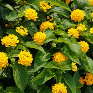 Yellow Lantana Live Plants - Outdoor Perennial Flower, 5-7 Inches