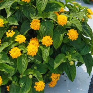 Yellow Lantana Live Plants - Outdoor Perennial Flower, 5-7 Inches
