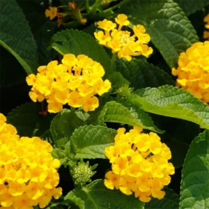 Yellow Lantana Live Plants - Outdoor Perennial Flower, 5-7 Inches
