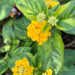 Lantana Plants Live Yellow, Perennial Flower Plants 4-8 Inches, Outdoor Gardening