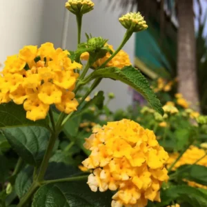 Lantana Plants Live Yellow, Perennial Flower Plants 4-8 Inches, Outdoor Gardening